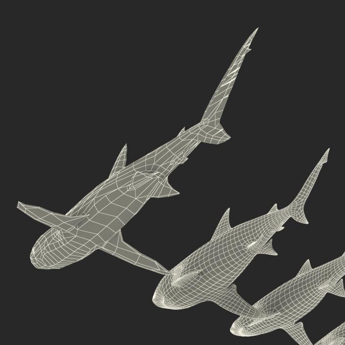 Sharks Collection 5 3D model