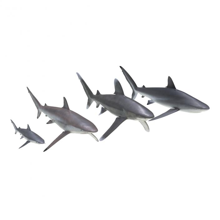 Sharks Collection 6 3D model