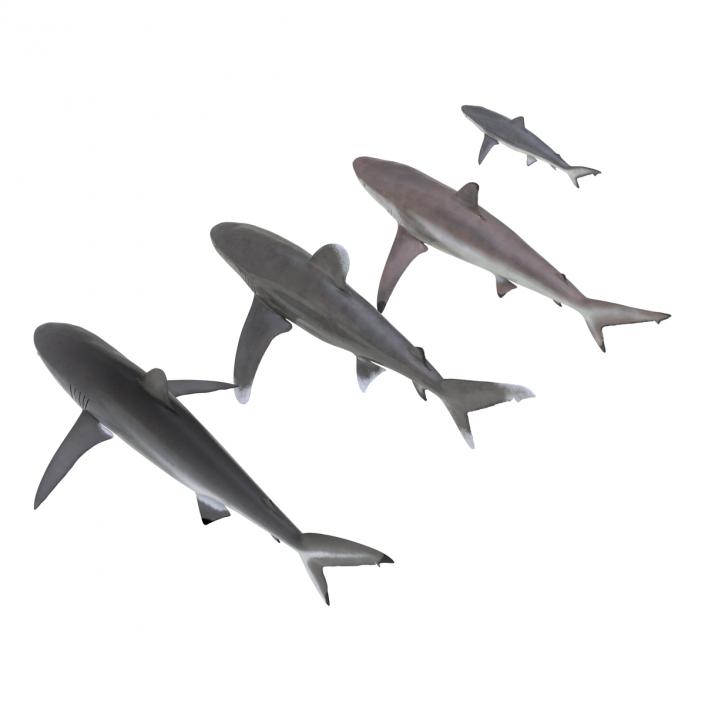 Sharks Collection 6 3D model