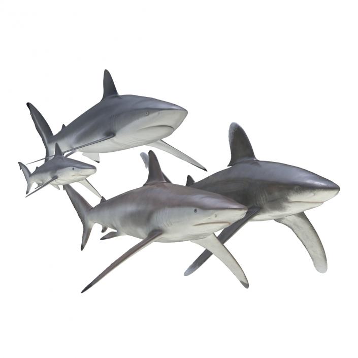 Sharks Collection 6 3D model