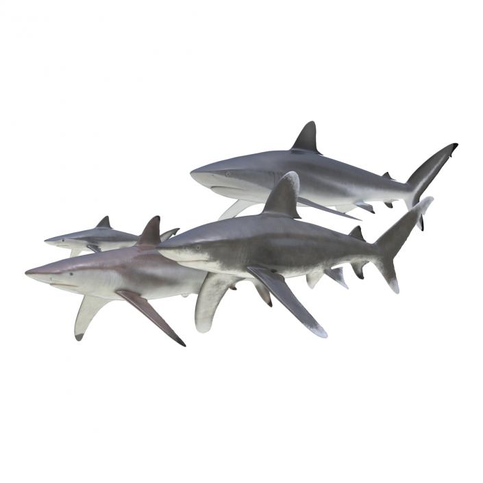 Sharks Collection 6 3D model