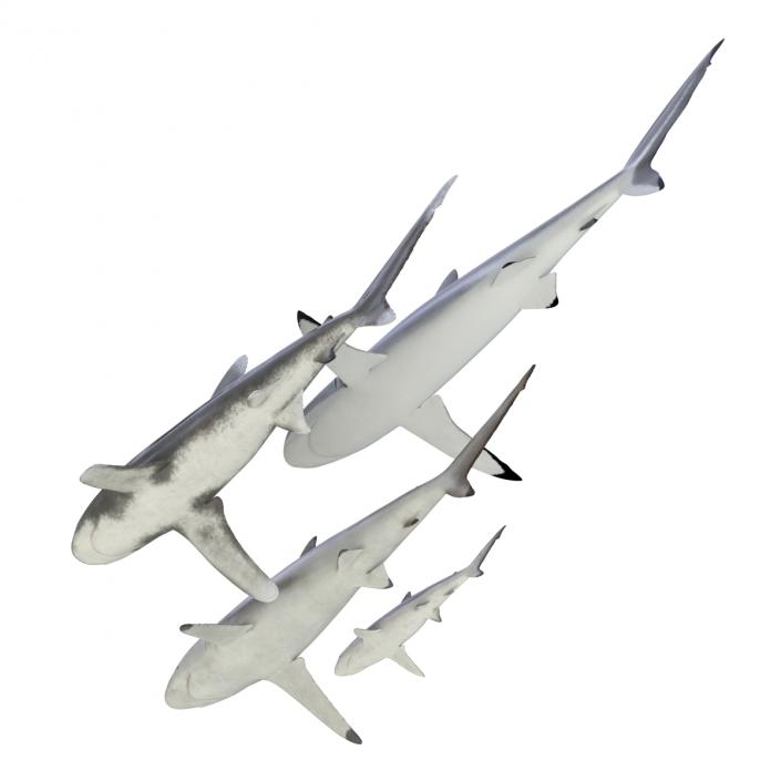 Sharks Collection 6 3D model