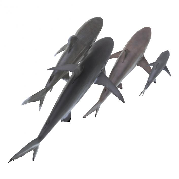 Sharks Collection 6 3D model