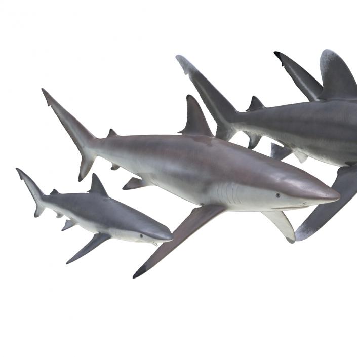 Sharks Collection 6 3D model