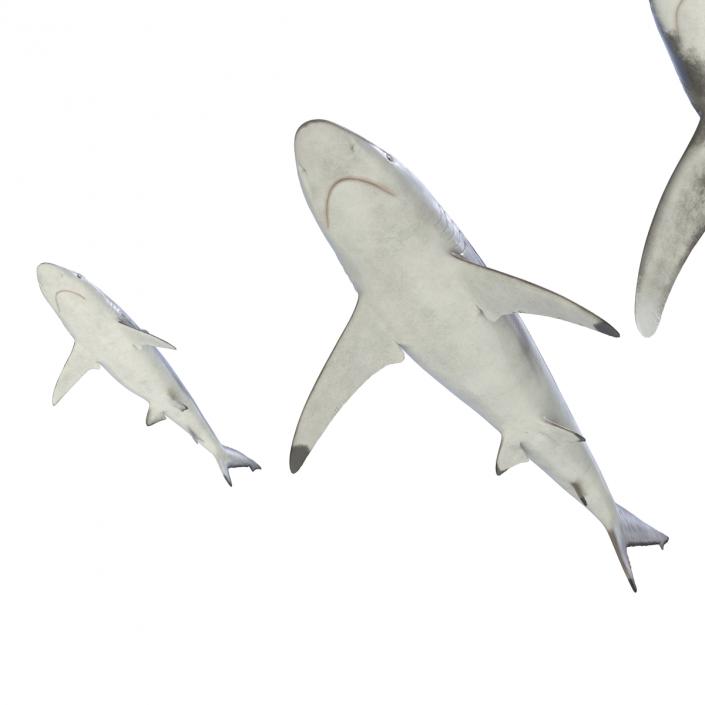 Sharks Collection 6 3D model