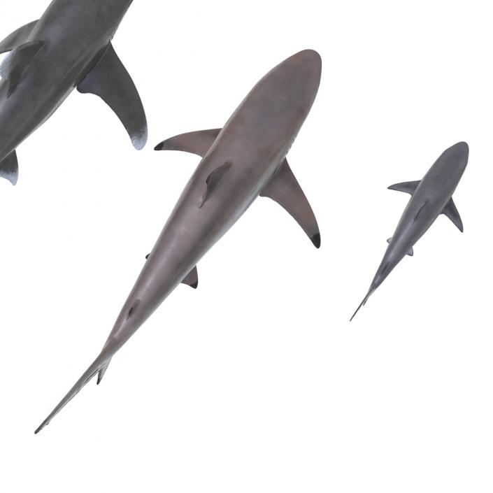 Sharks Collection 6 3D model