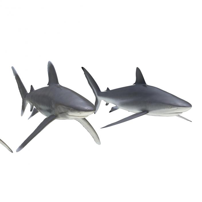 Sharks Collection 6 3D model