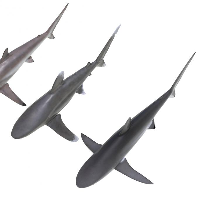 Sharks Collection 6 3D model