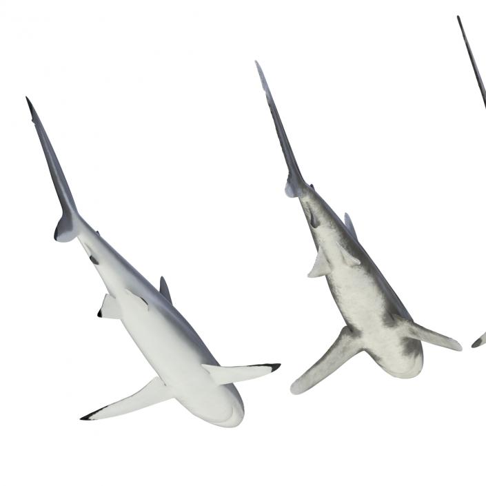 Sharks Collection 6 3D model