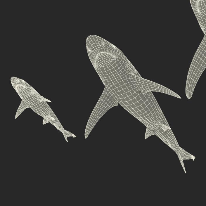 Sharks Collection 6 3D model