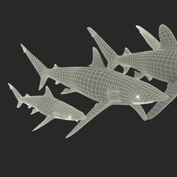 Sharks Collection 6 3D model