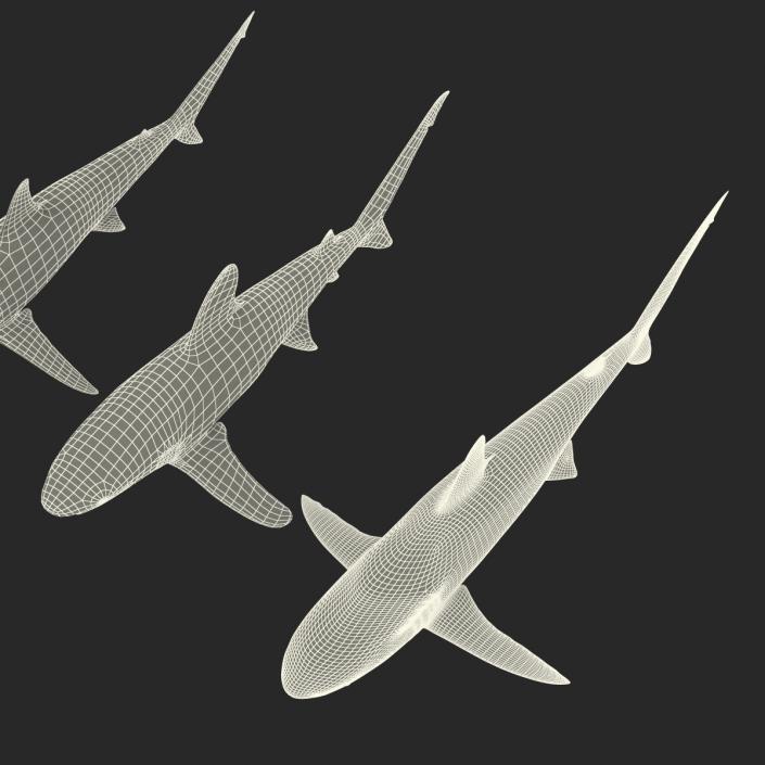 Sharks Collection 6 3D model