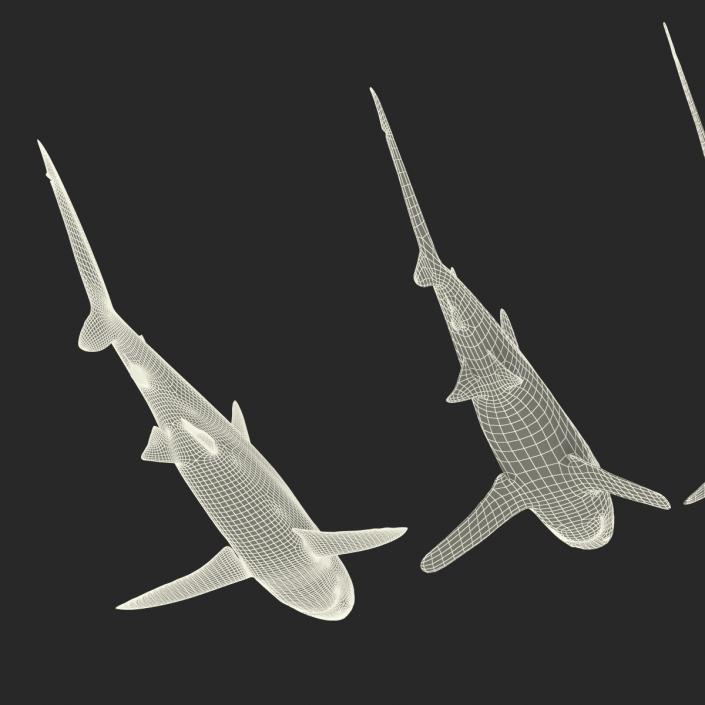 Sharks Collection 6 3D model