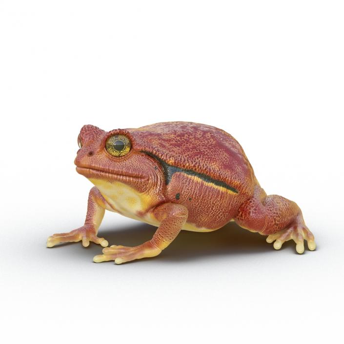 3D Tomato Frog Rigged model