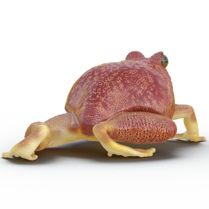 3D Tomato Frog Rigged model