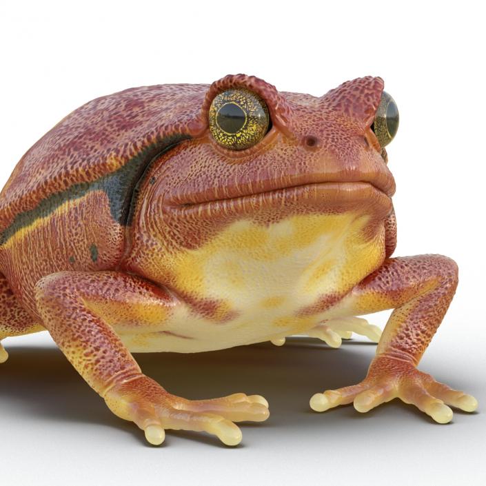 3D Tomato Frog Rigged model