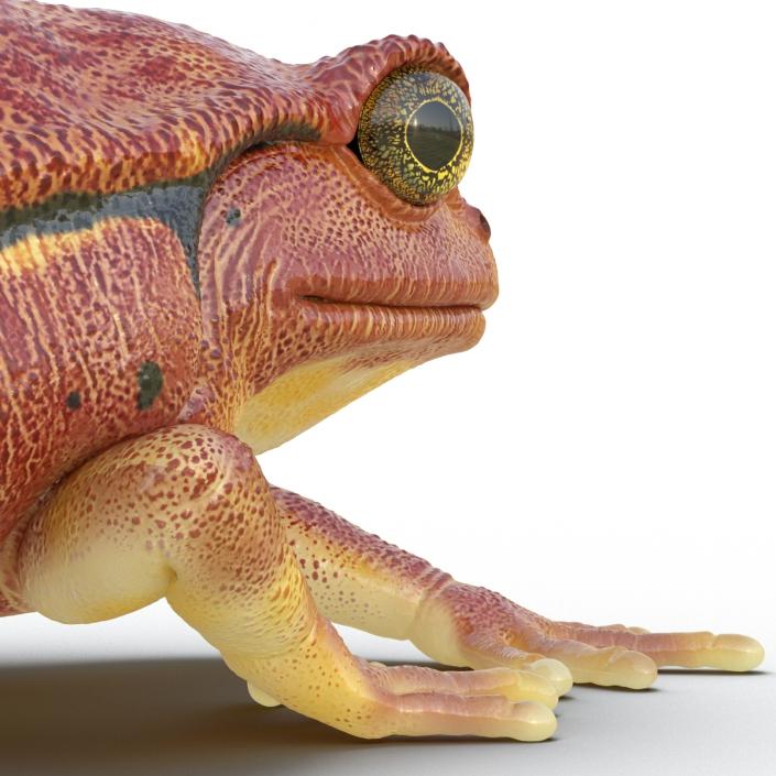 3D Tomato Frog Rigged model