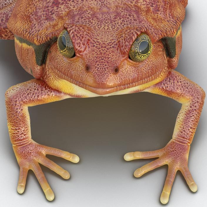 3D Tomato Frog Rigged model