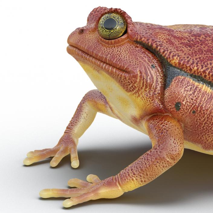 3D Tomato Frog Rigged model