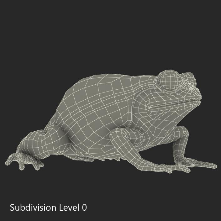 3D Tomato Frog Rigged model