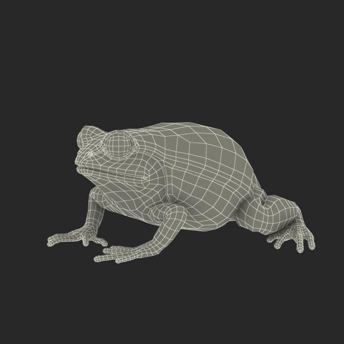 3D Tomato Frog Rigged model