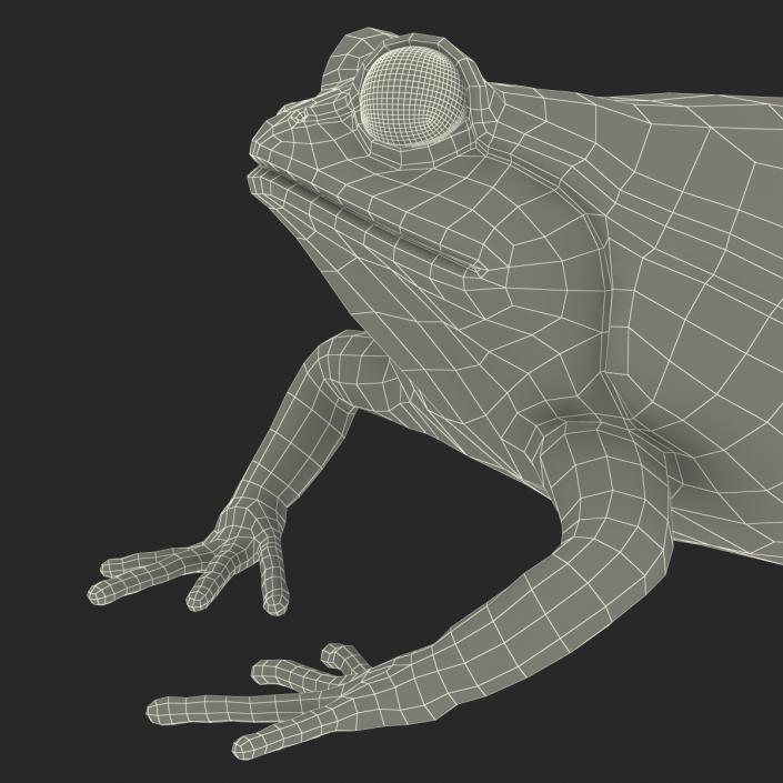 3D Tomato Frog Rigged model