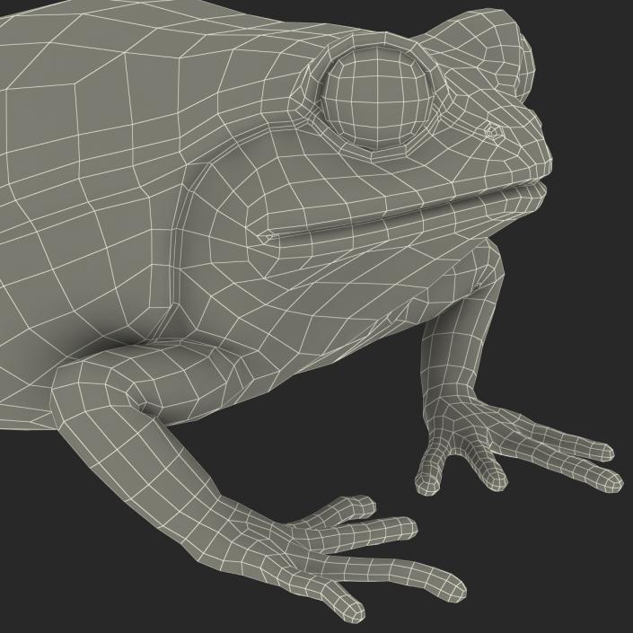 3D Tomato Frog Rigged model