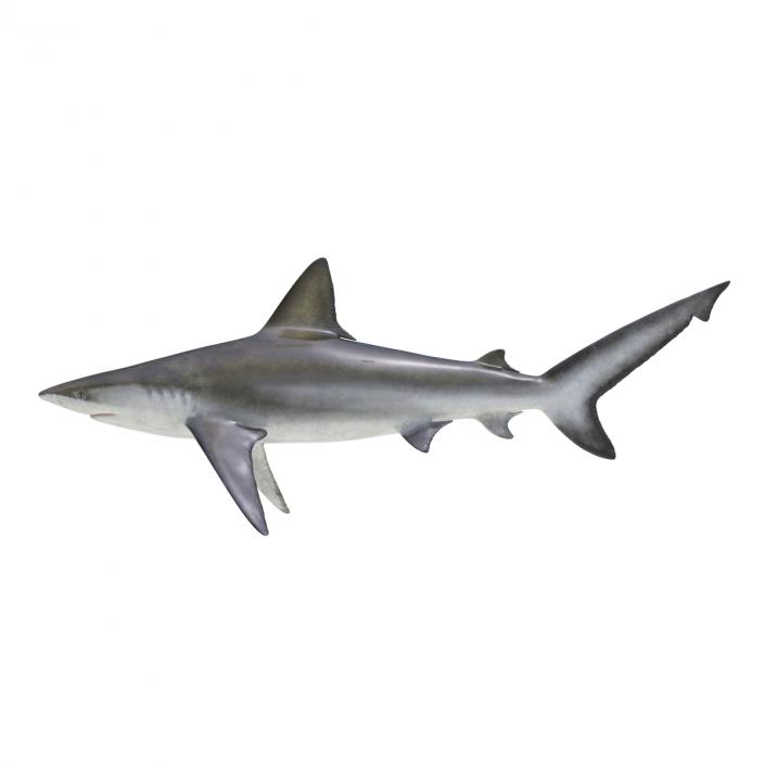 3D model Bignose Shark Rigged