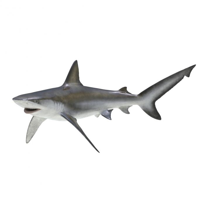 3D model Bignose Shark Rigged