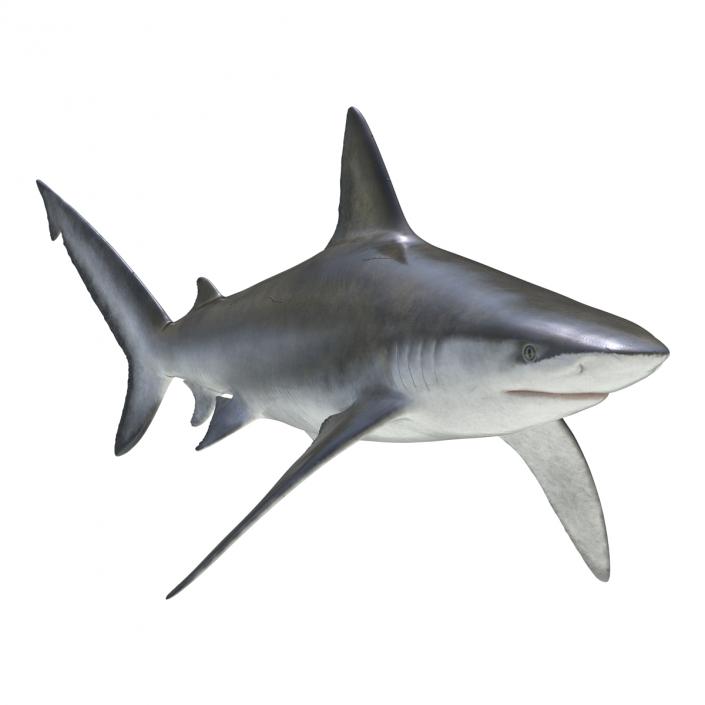 3D model Bignose Shark Rigged