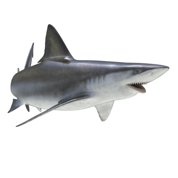 3D model Bignose Shark Rigged