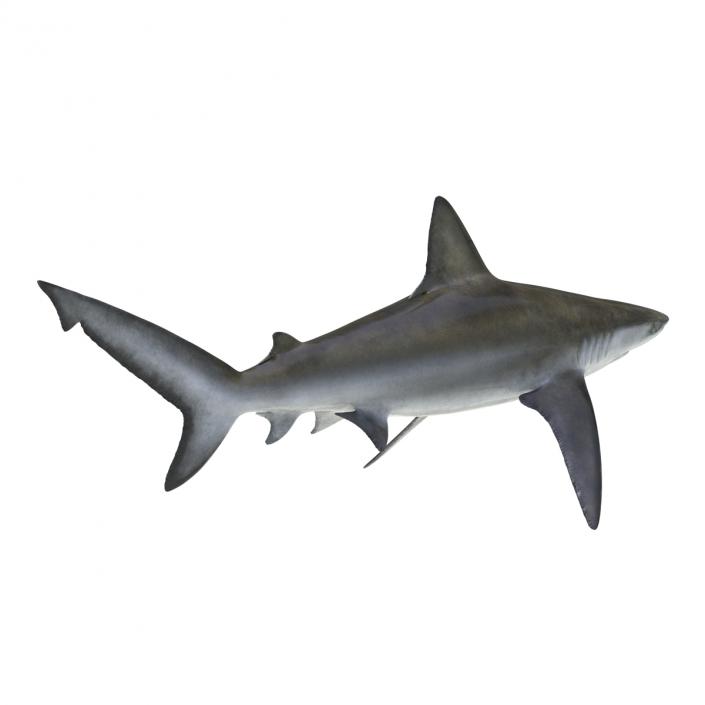 3D model Bignose Shark Rigged