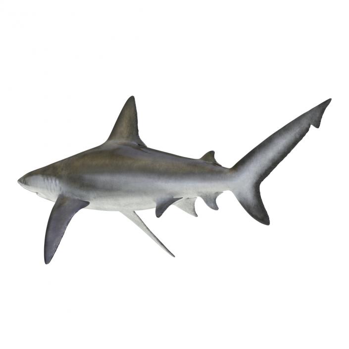 3D model Bignose Shark Rigged