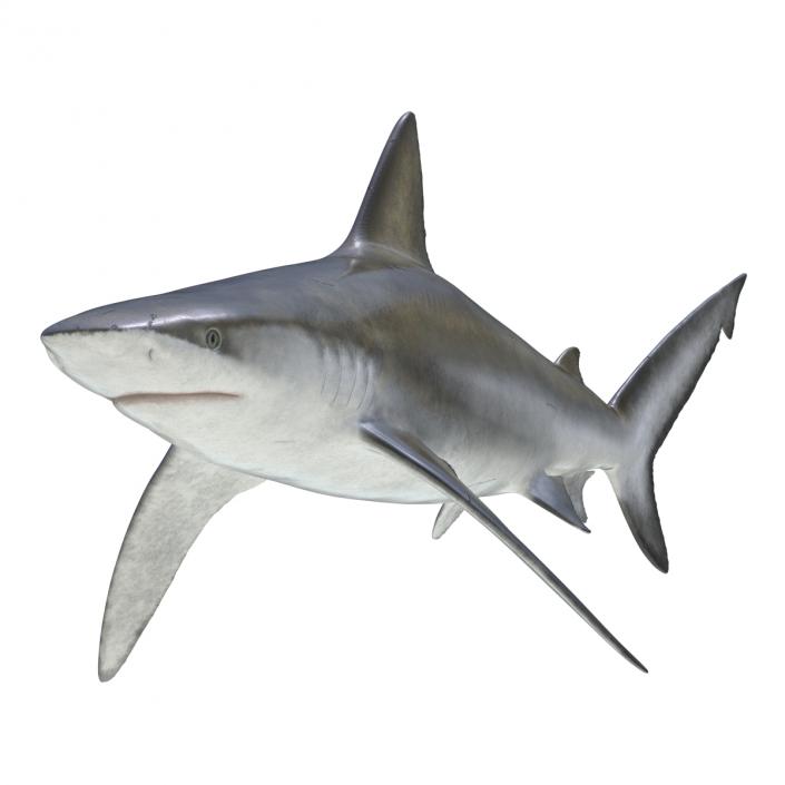 3D model Bignose Shark Rigged