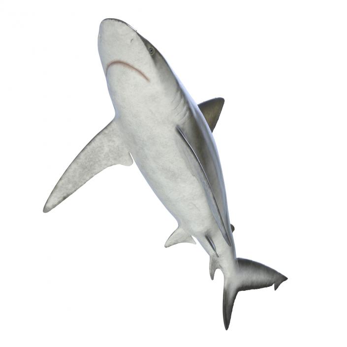 3D model Bignose Shark Rigged