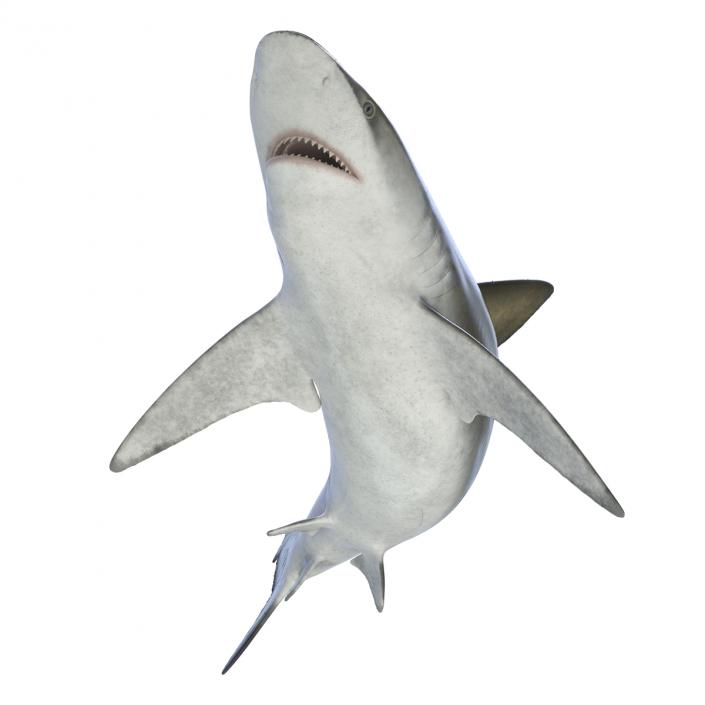 3D model Bignose Shark Rigged