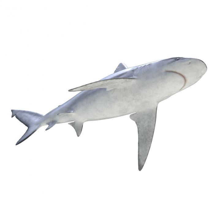 3D model Bignose Shark Rigged