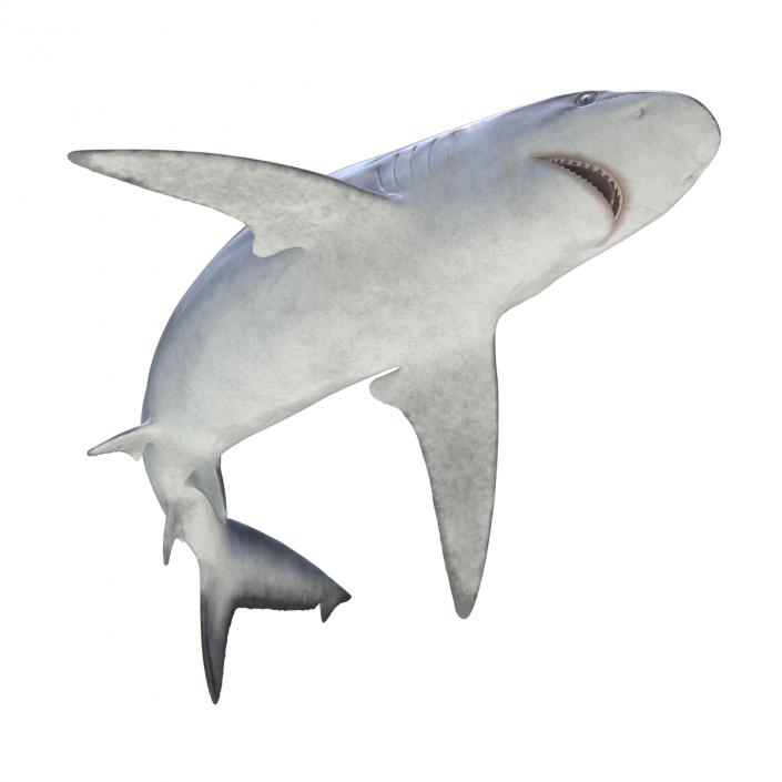 3D model Bignose Shark Rigged