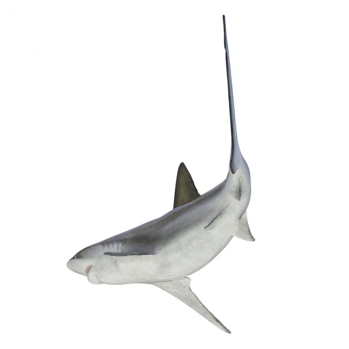 3D model Bignose Shark Rigged