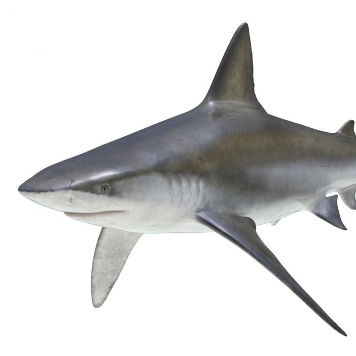 3D model Bignose Shark Rigged