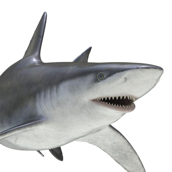 3D model Bignose Shark Rigged