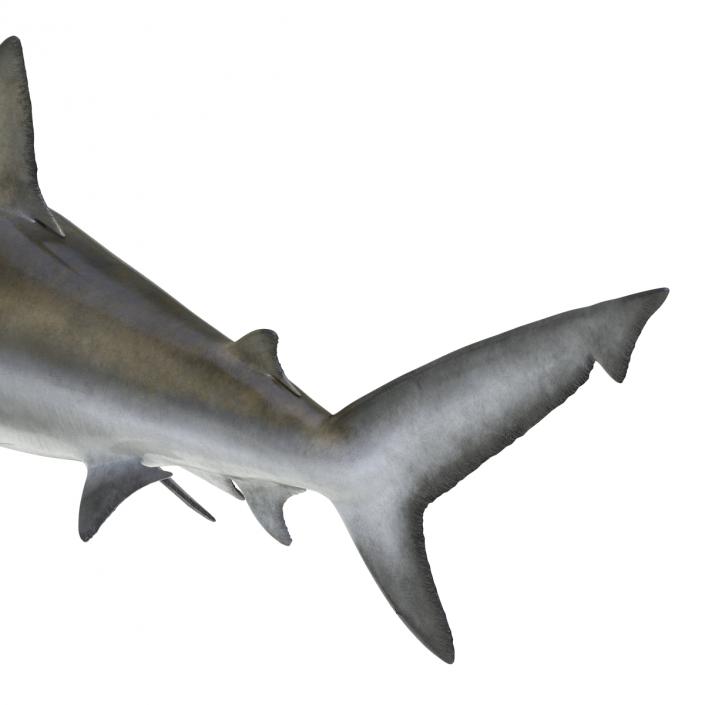 3D model Bignose Shark Rigged