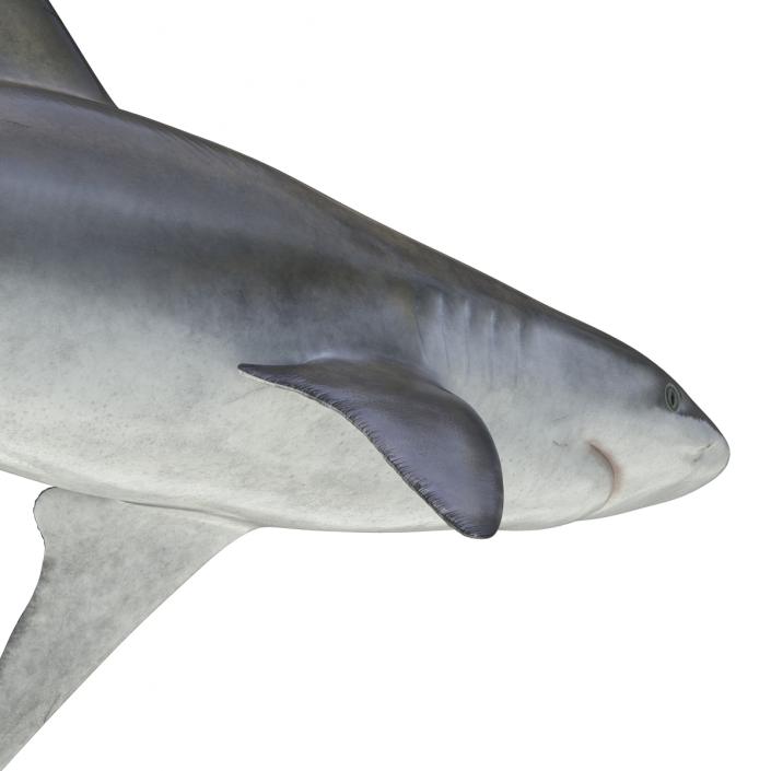 3D model Bignose Shark Rigged