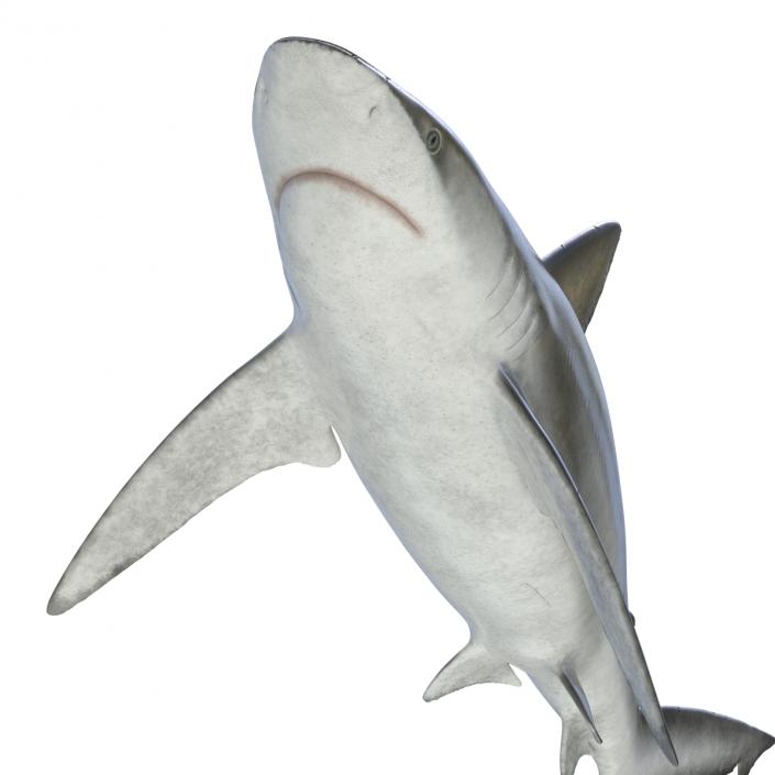 3D model Bignose Shark Rigged