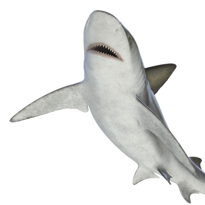 3D model Bignose Shark Rigged