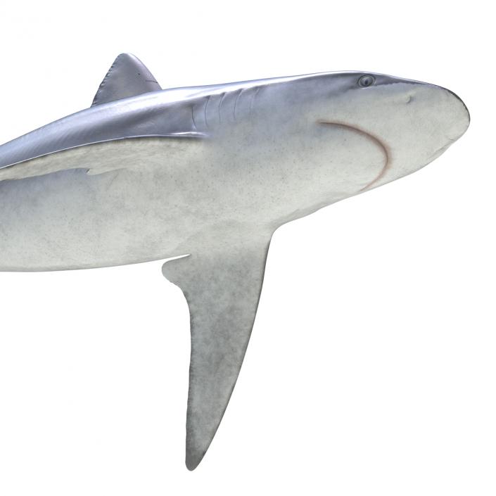 3D model Bignose Shark Rigged