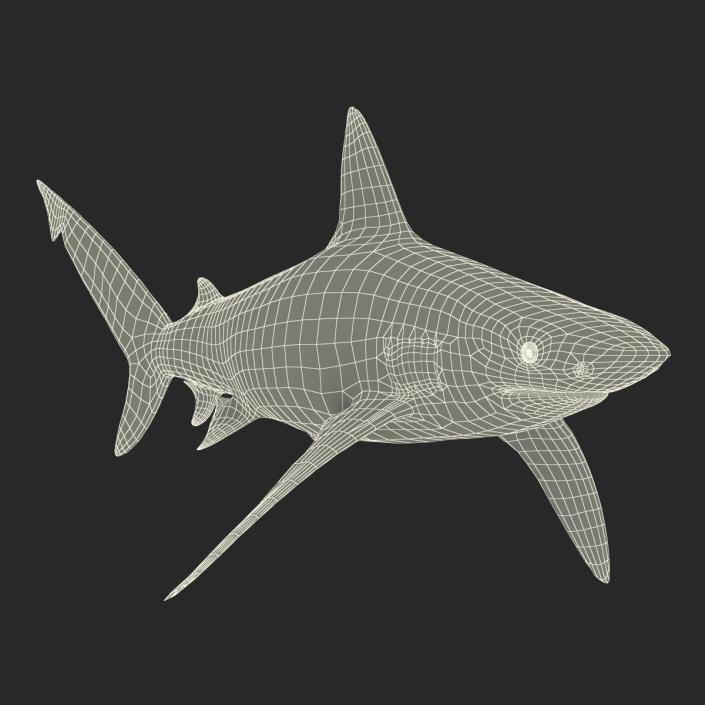 3D model Bignose Shark Rigged