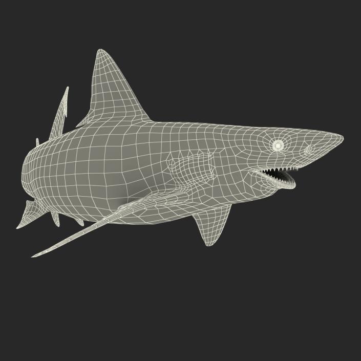 3D model Bignose Shark Rigged