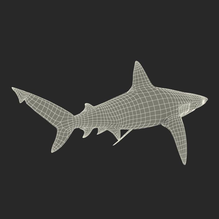 3D model Bignose Shark Rigged