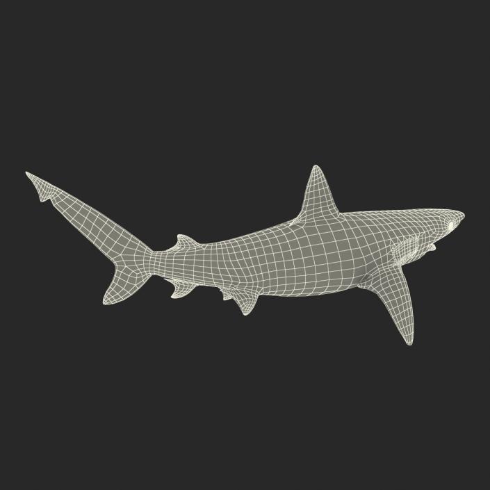 3D model Bignose Shark Rigged